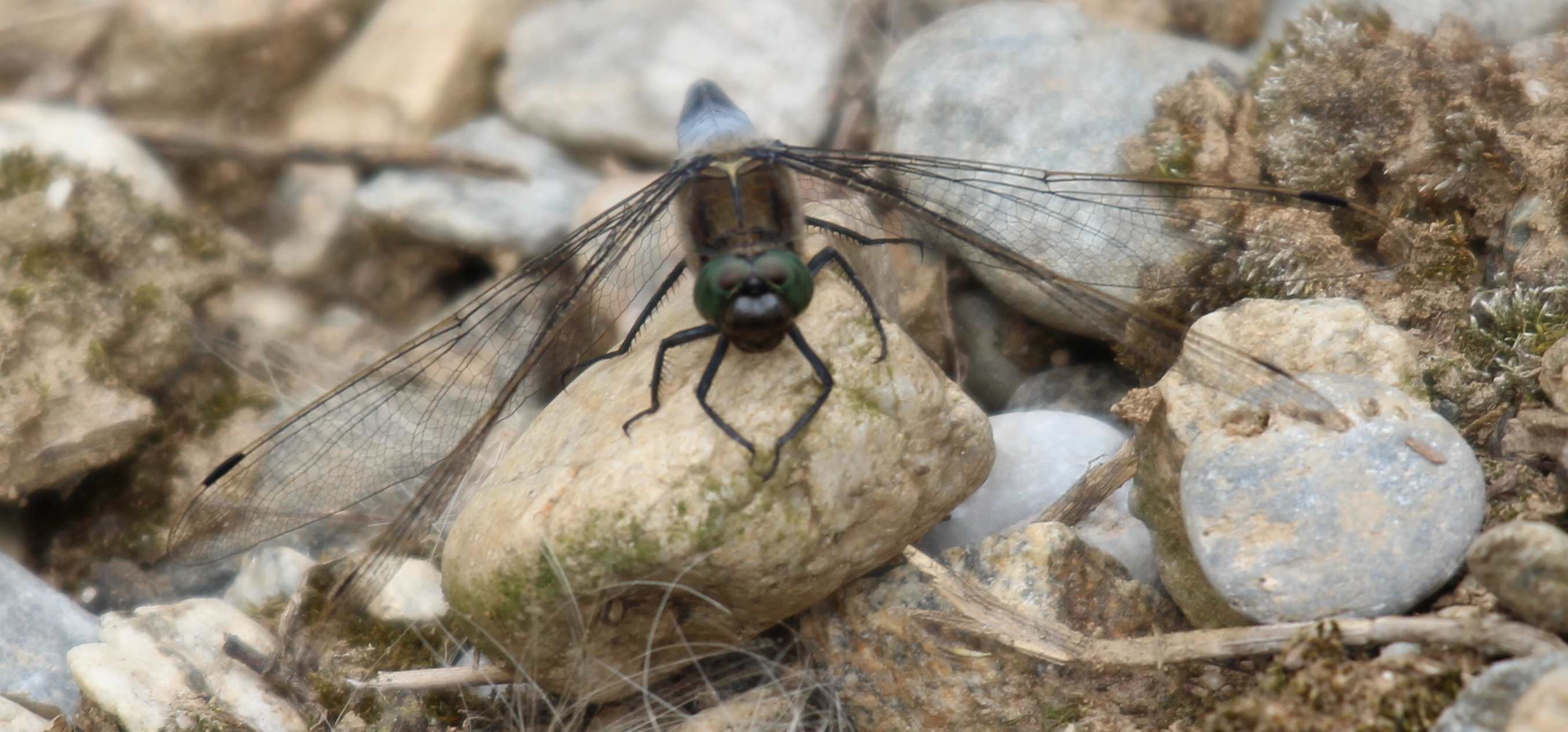 Orthetrum faccia nera...